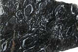 Polished, Black Petrified Palm Root - Indonesia #150089-1